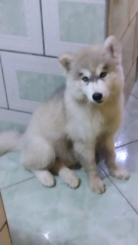 Husky Siberiano Fêmea 3 Meses Com Pedigree 