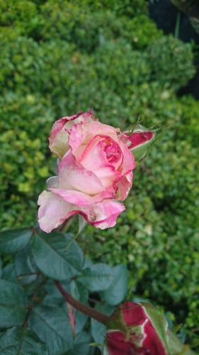 Rosa, Rosales, Regalo San Valentin, Dia De Los Enamorados