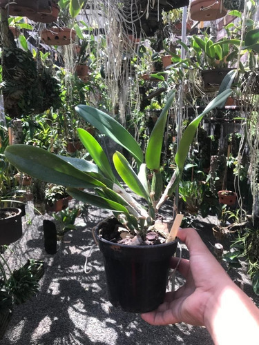 Imagem 3 de 8 de Touceira De Orquídea Cattleya 07 Bulbos Adulta Já Florindo