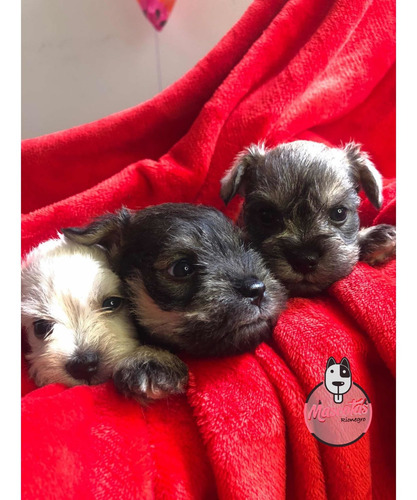 Imagen 5 de 5 de Espectaculares Cachorros Schnauwzer Mini Mascotas Rionegro