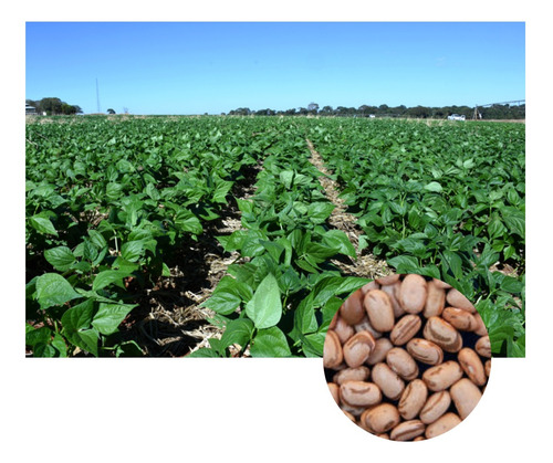 Sementes Feijão Carioca Cultivar Brs Estilo 10kg De Sementes