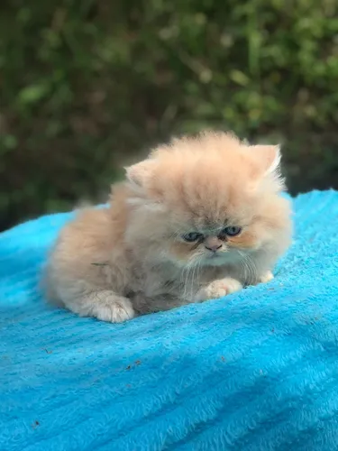 Gata Persa Extrema Hembra Animal Pets Colombia