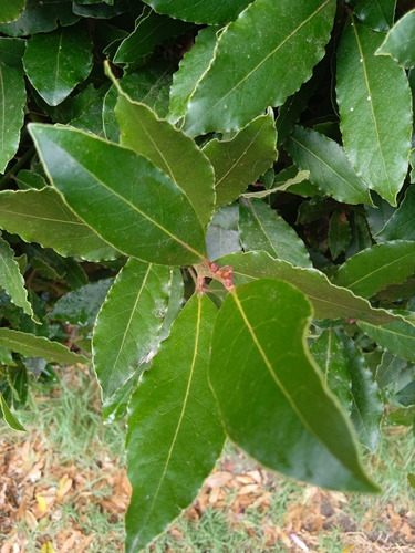 Laurel Comestible, Fresco! X Rama De 30 Cm