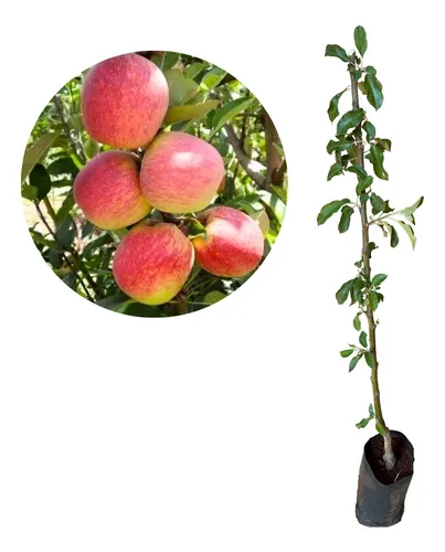 comprar Linda Muda De Maçã Eva Enxertada Com 1 Metro - Produz Rápido