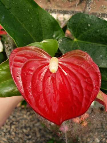 Mini Antúrio Vermelho Planta Adulta E Natural Pote 09 | Parcelamento sem  juros