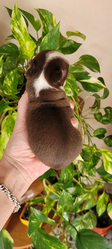 Chihuahuas Hembritas Mini . Chocolate . Papá Lilac Chocolate Cuello Blanco