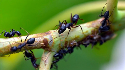 Imagen 4 de 7 de Cebo Mata Hormiga Cortadora Minera Mamboretá® Mirex-s 100gr