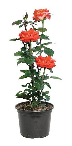 Imagen 1 de 1 de Planta De Rosas ( Varios Colores)