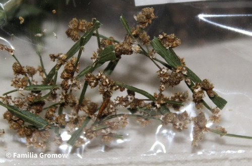 0.5 G Semillas De Carqueja (baccharis Genistelloides)