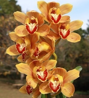 Orquídeas Cymbidium Mudas De Kit C/15 | Parcelamento sem juros