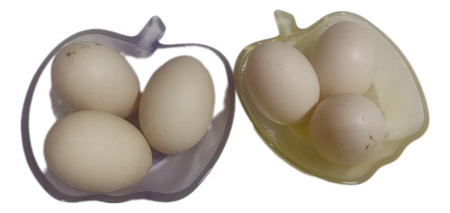 Ovos De Pata - Meia Dúzia(6 Unidades)