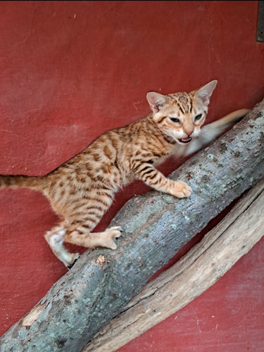 Gatito Bengal- Bengali- Bengal No Siames/exotico/persa