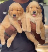 Comprar Golden Retriever Originales Machos Cachorros