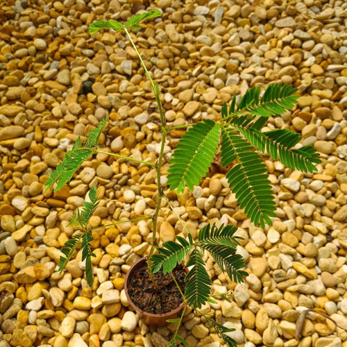 Sementes De Dormideira Ou Dorme Maria Dorme Flor Para Vaso