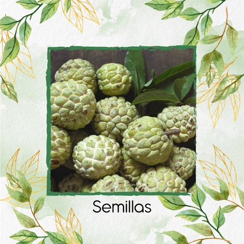 100 Semillas De Árbol Chirimoya