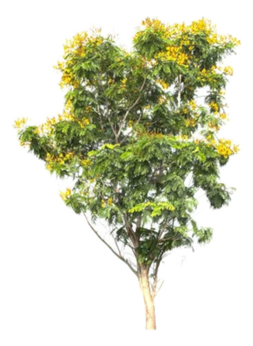 Árbol Tipuana Tipu