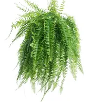Comprar Samambaia Americana , Samambaia Americana Linda Paisagism