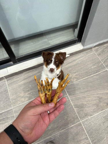 Patas De Pollo Deshidratadas Apapacho Pet Snacks