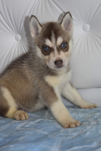 Imagen 6 de 10 de Siberiano Husky Manto Gris Y Negro