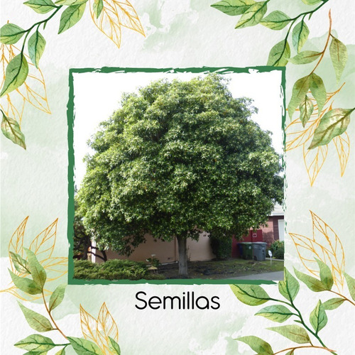 3.000 Semillas De Árbol Jazmín Huesito