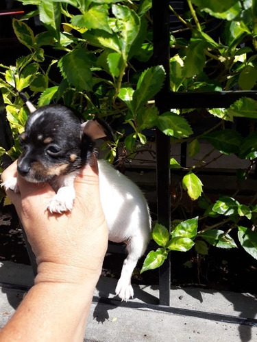 Pincher Cachorro Mascotas Rionegro Medellín Bogota