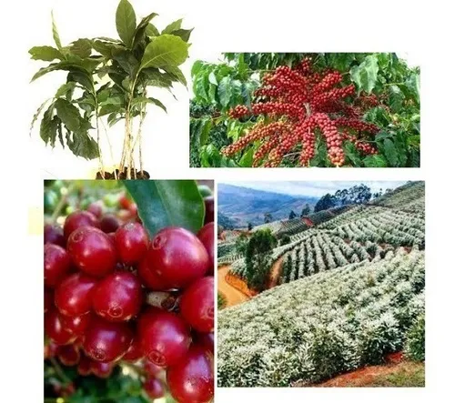 comprar Mudas De Café Obatã Enxertadas - Kit Com 30 Unidades
