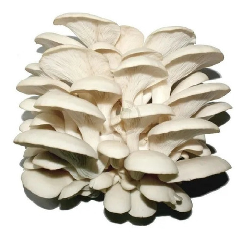 Micelio Hongo Seta Blanco Semilla Pleurotus Ostreatus 5kg
