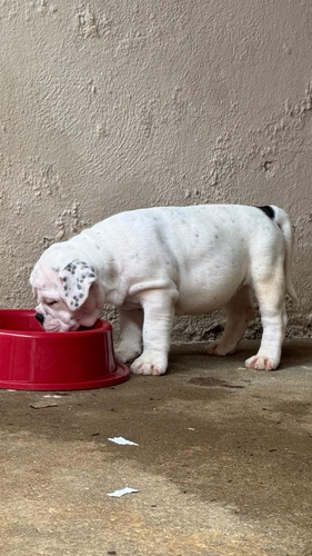 Olde English Buldogue Brasileiro
