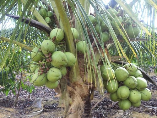 2 Coco Anão + 1 Jabuticaba Hibrida ( Mudas )