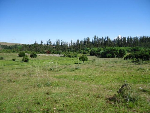 Campo En Venta En Lavalleja, 65 Hectáreas.