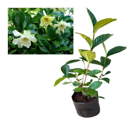 Mudas De Gardenia Jasmim Jardim Jardinagem | MercadoLivre 📦