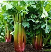 Comprar Semillas Organicas De Apio Rojo Red Venture Para Huerta