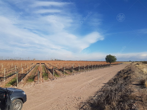 Finca De 23 Has En Venta En Mendoza - Viñedo Premium De Altura