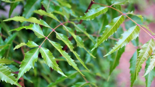 13 Semillas De Árbol Nim