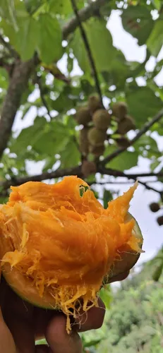 Venta De Finca Cafetera En Fresno Tolima