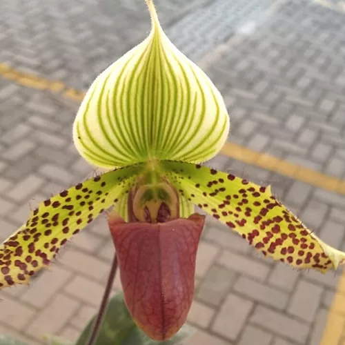 Paphiopedilum Hamlet's Quest (sapatinho) Orquídea Exótica