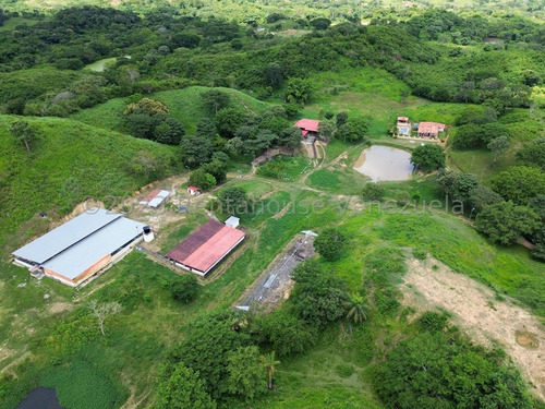 Carlos Colmenarez Vende Finca 28hec (todas Empastadas) Cercas Perimetrales 02 Cochineras; 01 Cochinera Para 150 Madres Y Capacidad De 800 Animales De Engorde 01 Cochinera Con Capacidad De 400 Animale