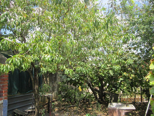 Imagen 14 de 29 de Casa En Tala
