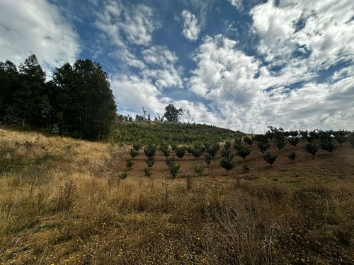 Excelente Campo De 160 Has / Cuarta Faja Gorbea