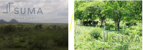 Rancho En Venta Sobre Carretera Tuxpan - Tampico, Ozuluama Veracruz