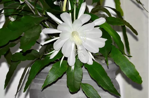 Muda De Cacto Orquídea Dama Da Noite - Epiphyllum Oxypetallu