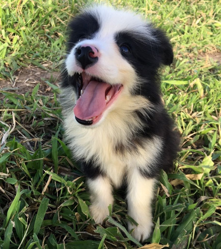 Filhotes De Border Collie Com Pedigree