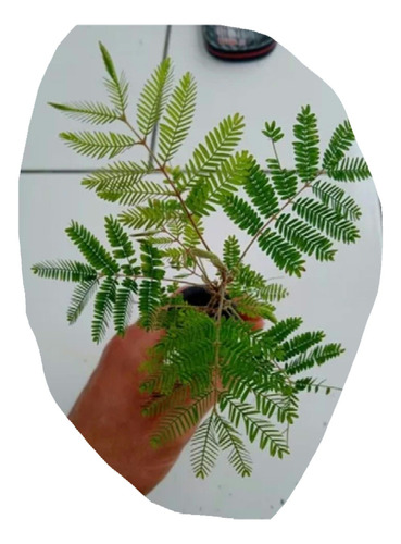 Plantin Bracatinga Melato Bracatinga Planta Apicola