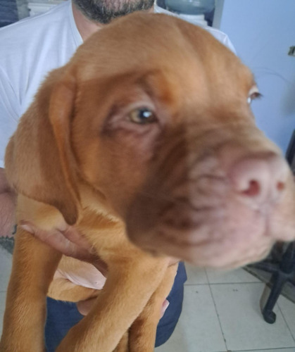 Cachorros Dogo De Burdeos