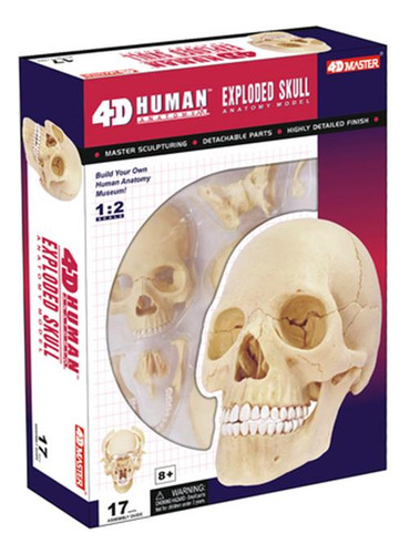 Modelo Anatómico De Cráneo Humano Armable 4d Tedco Toys