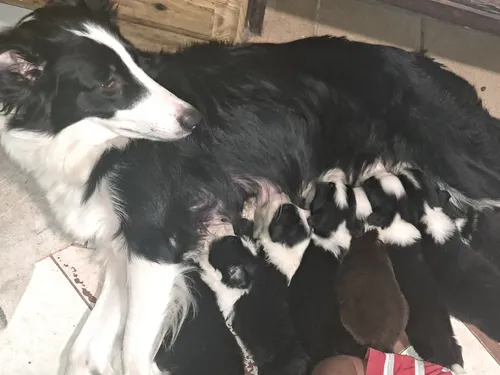 Borden Collie