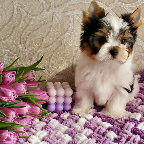 Cachorros Yorkshire Biewer Terrier 