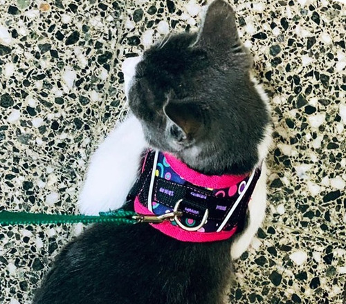 Arnes Pretal Acolchado Para Gatos Con Banda Reflectiva