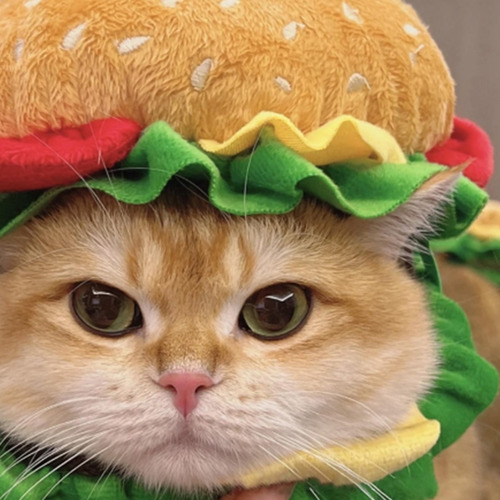 Gorros Para Mascotas Con Dibujos Animados De Hamburguesas Co