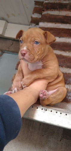 Imagen 2 de 4 de Cachorros Pitbull 03